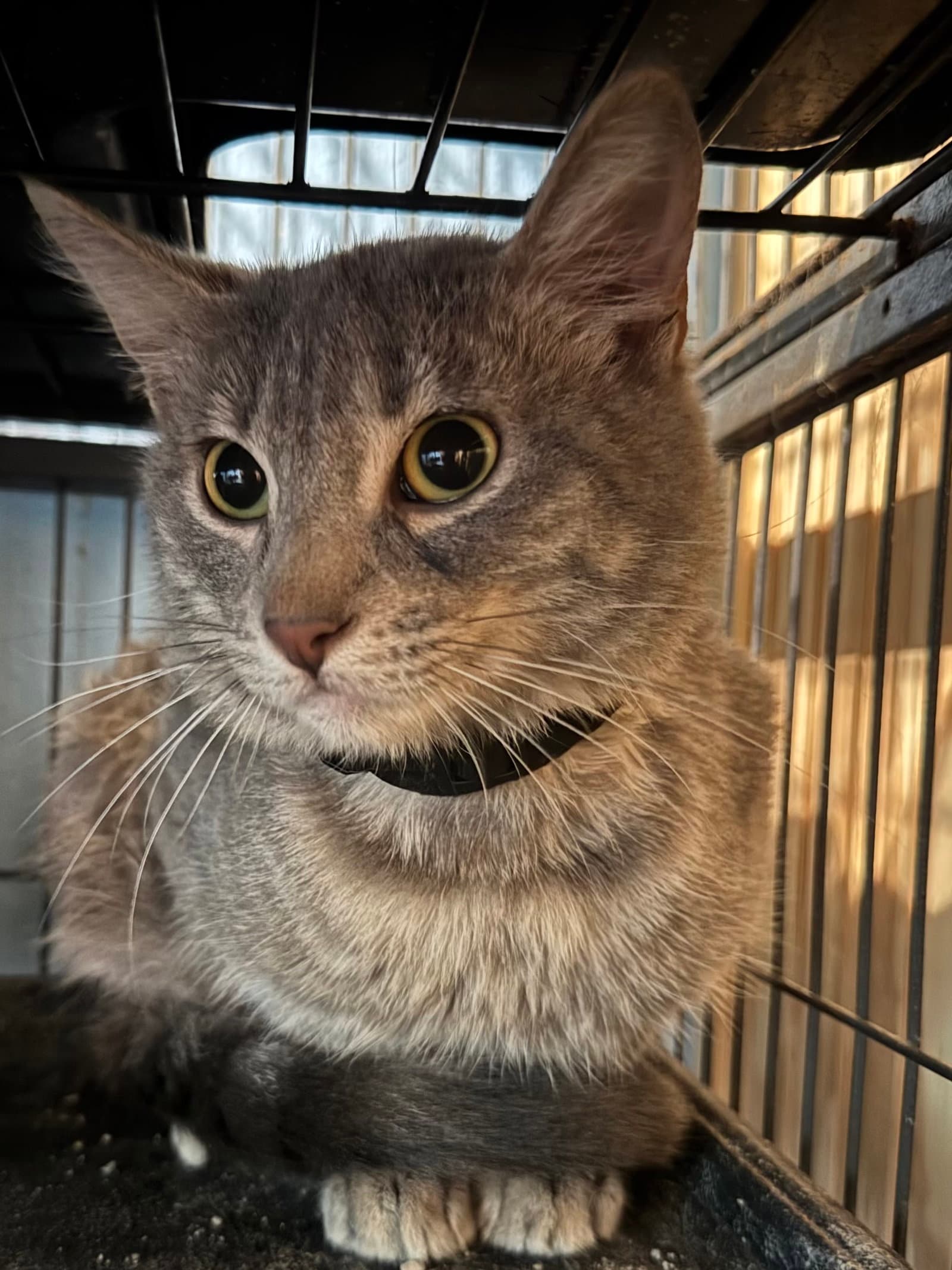 Tad - Tabby