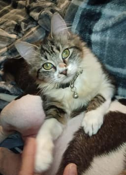 Munchkin image 1
