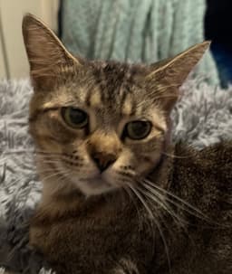 Minka image 1