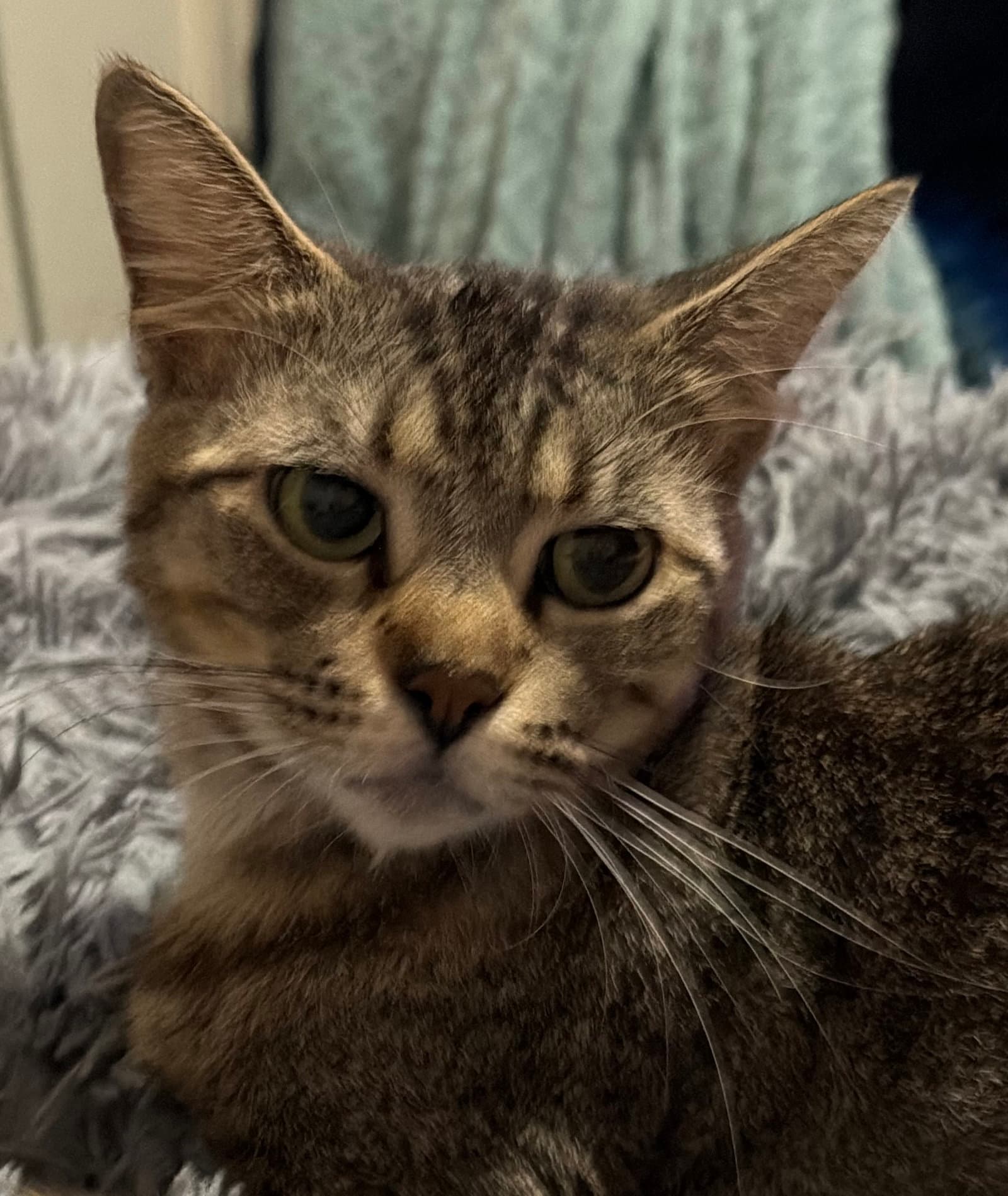 Minka - Tabby