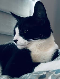 Oreo image 1