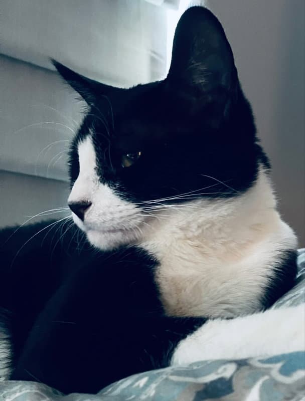 Oreo - Tuxedo