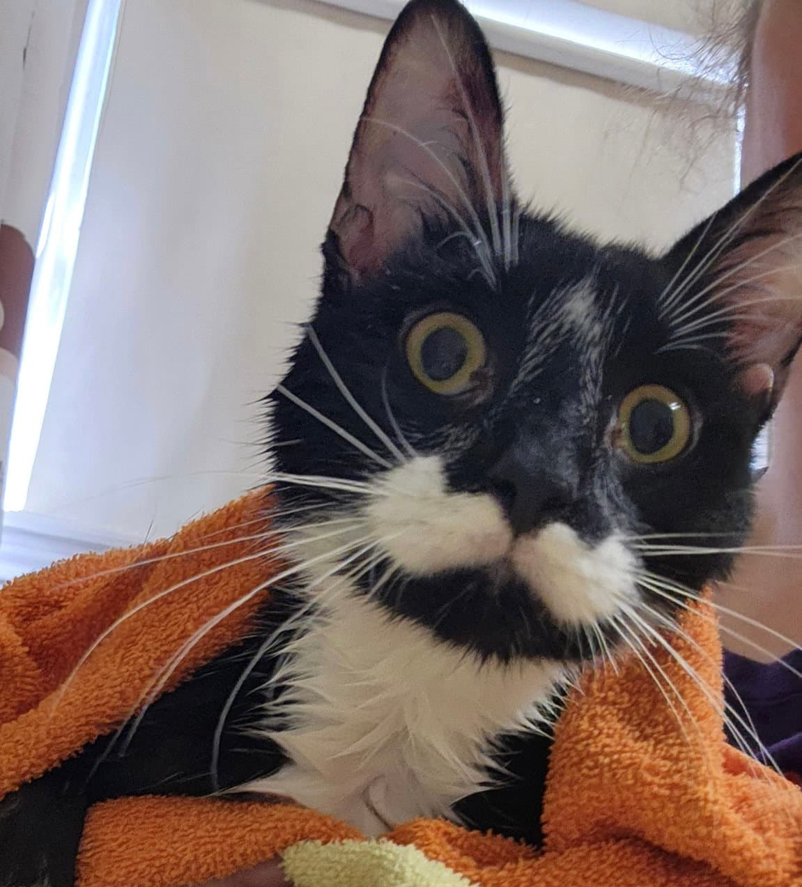 Chandler - Tuxedo