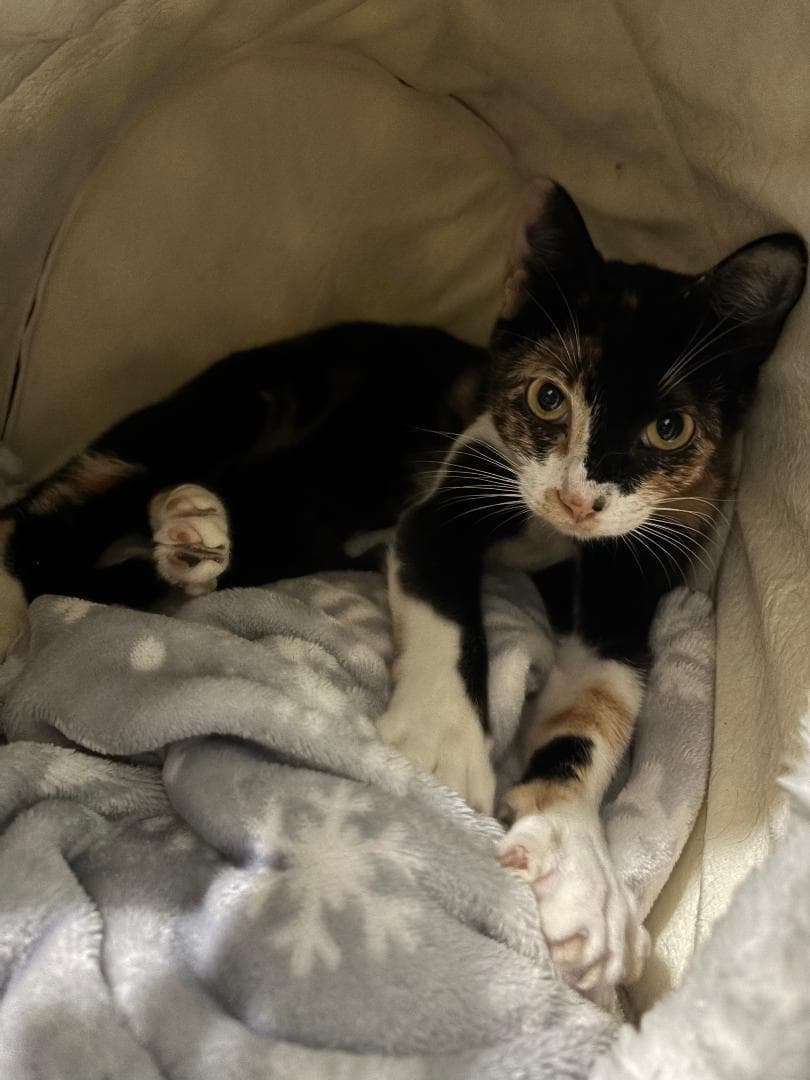 Camembert - Tortoiseshell