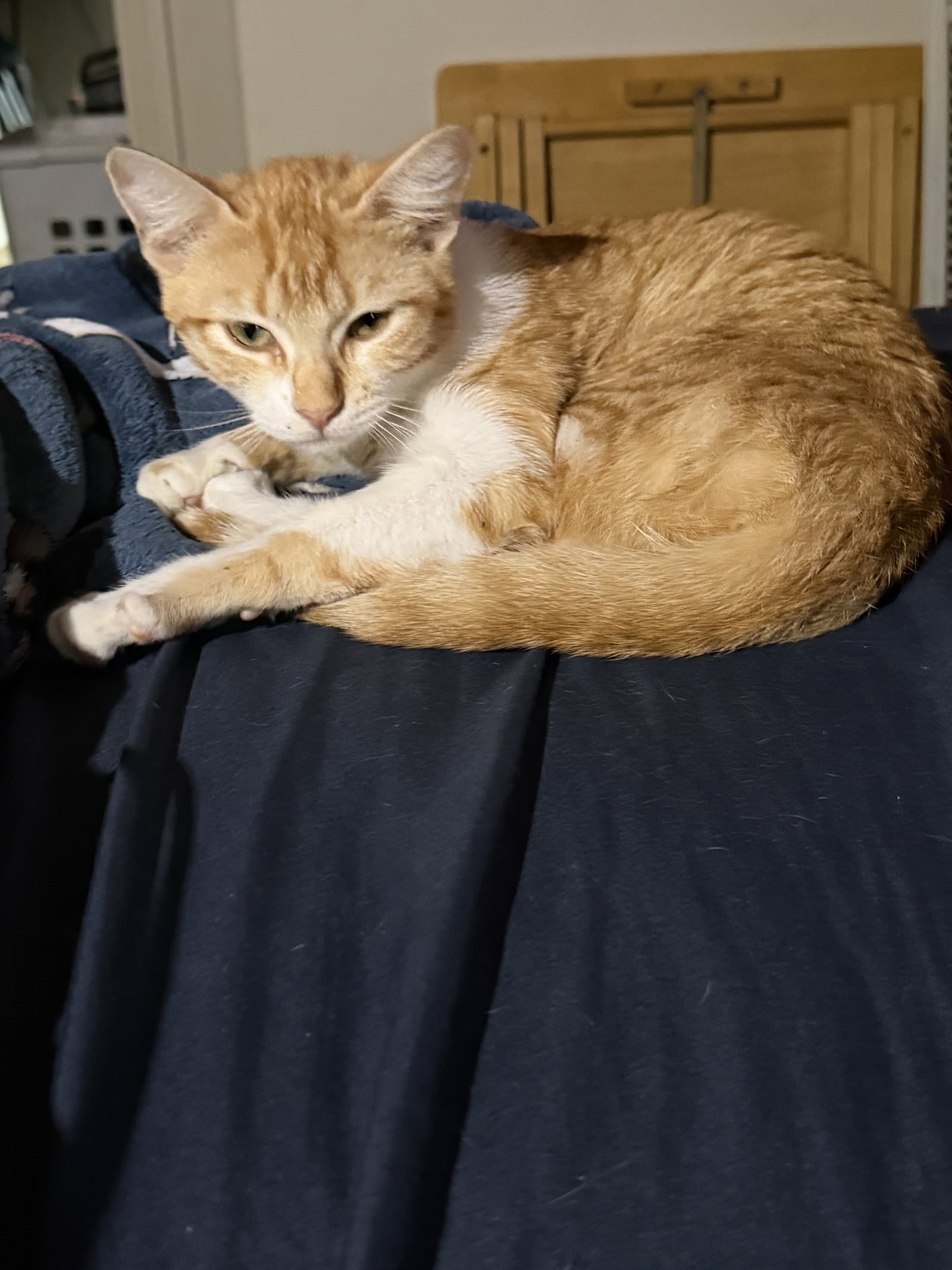 Mimosa - Tabby