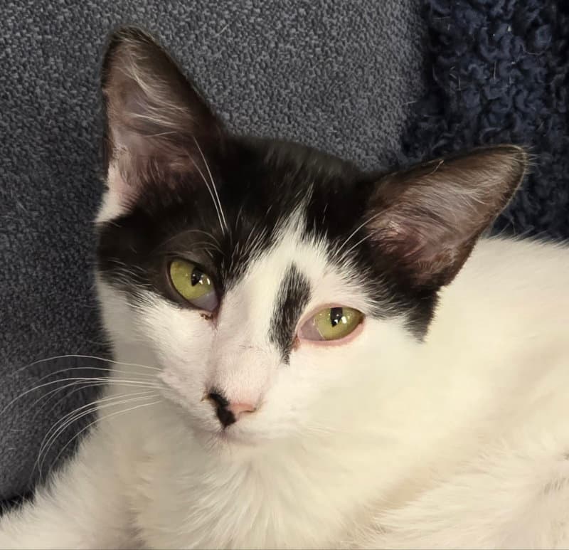 Adelaide - Tabby