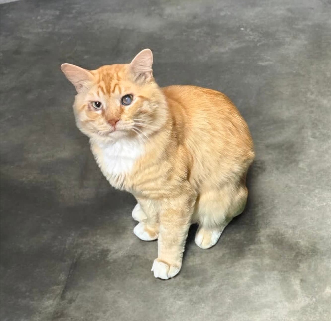 Sunset - Tabby
