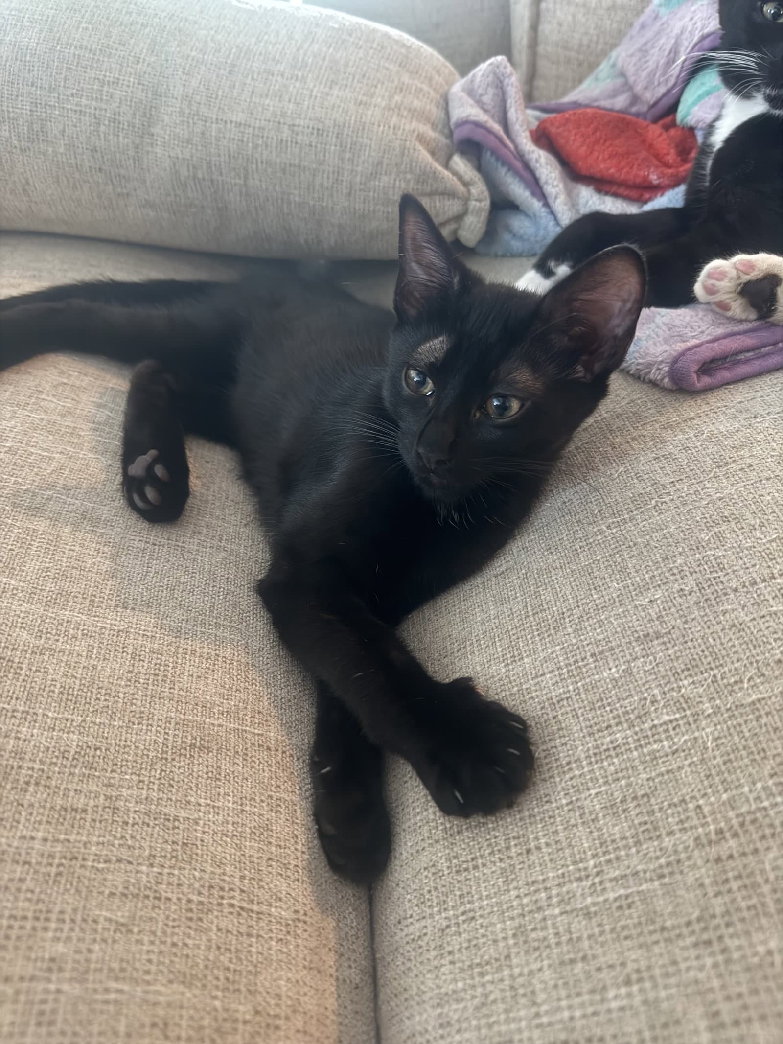 Onyx - Tabby