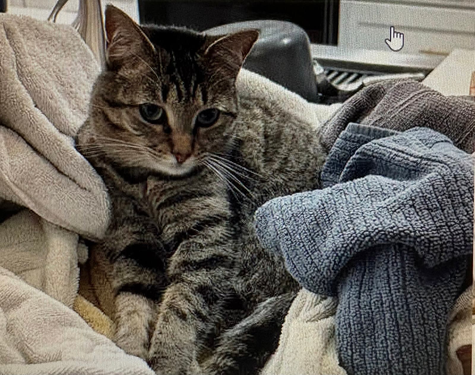 Periwinkle - Tabby