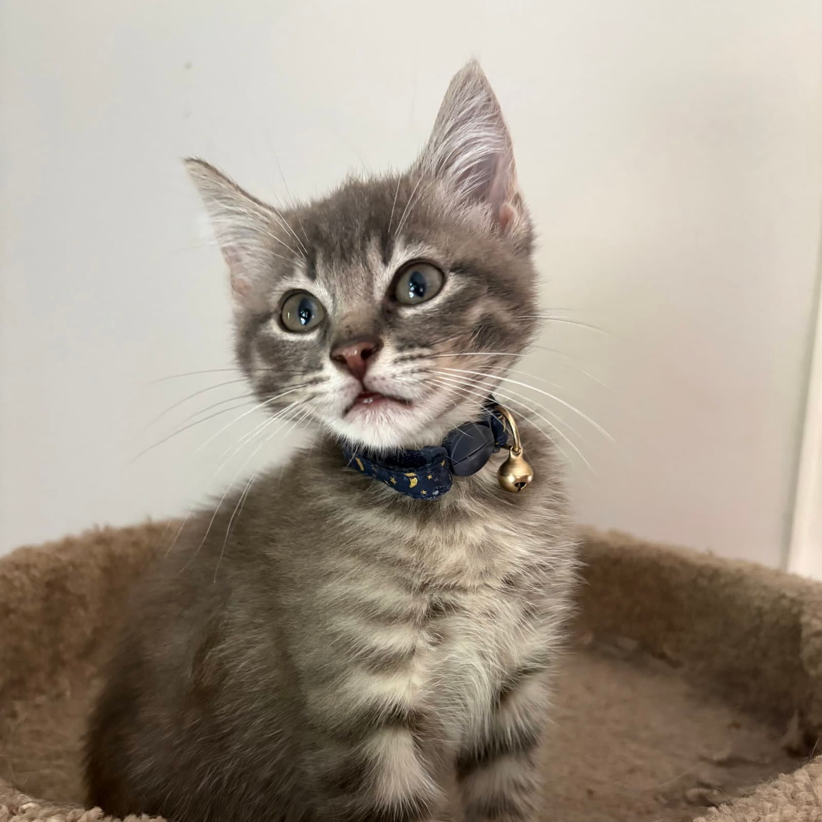 Aiden - Tabby