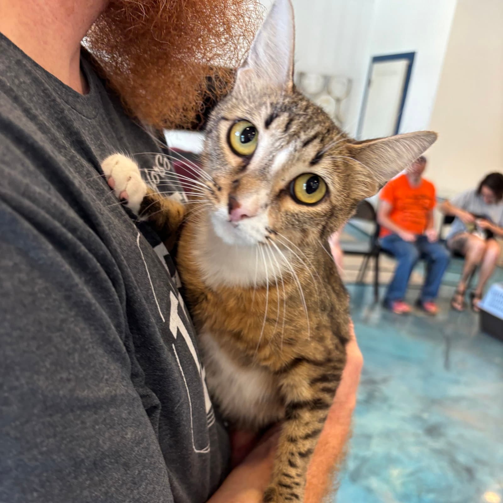 Sammie Wich - Tabby
