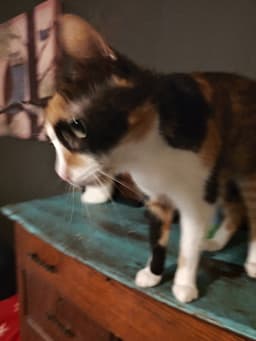 Nyla image 1