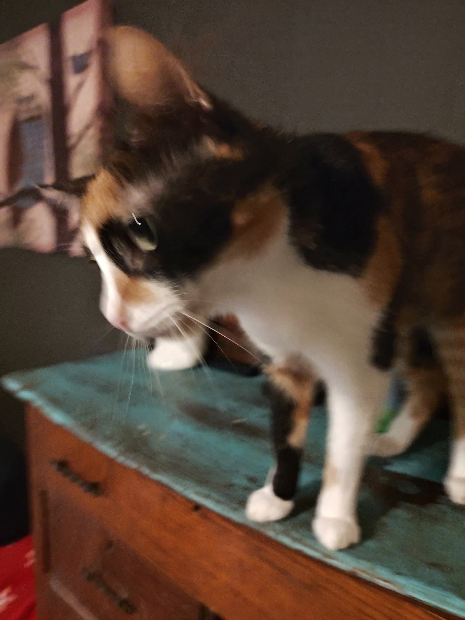 Nyla - Calico