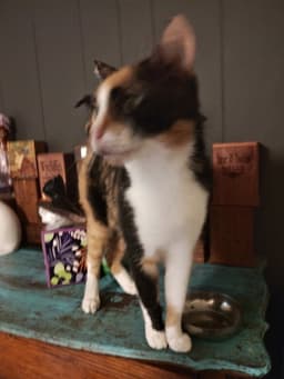 Nyla image 2