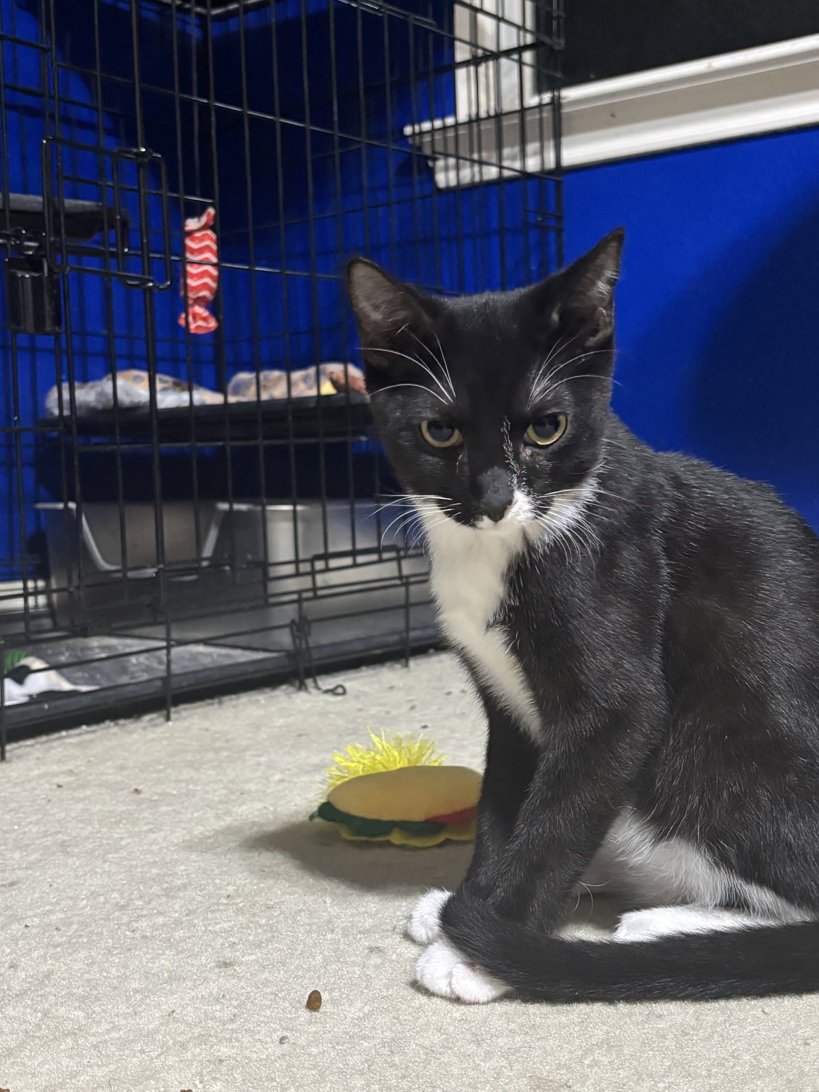 Colt - Tuxedo