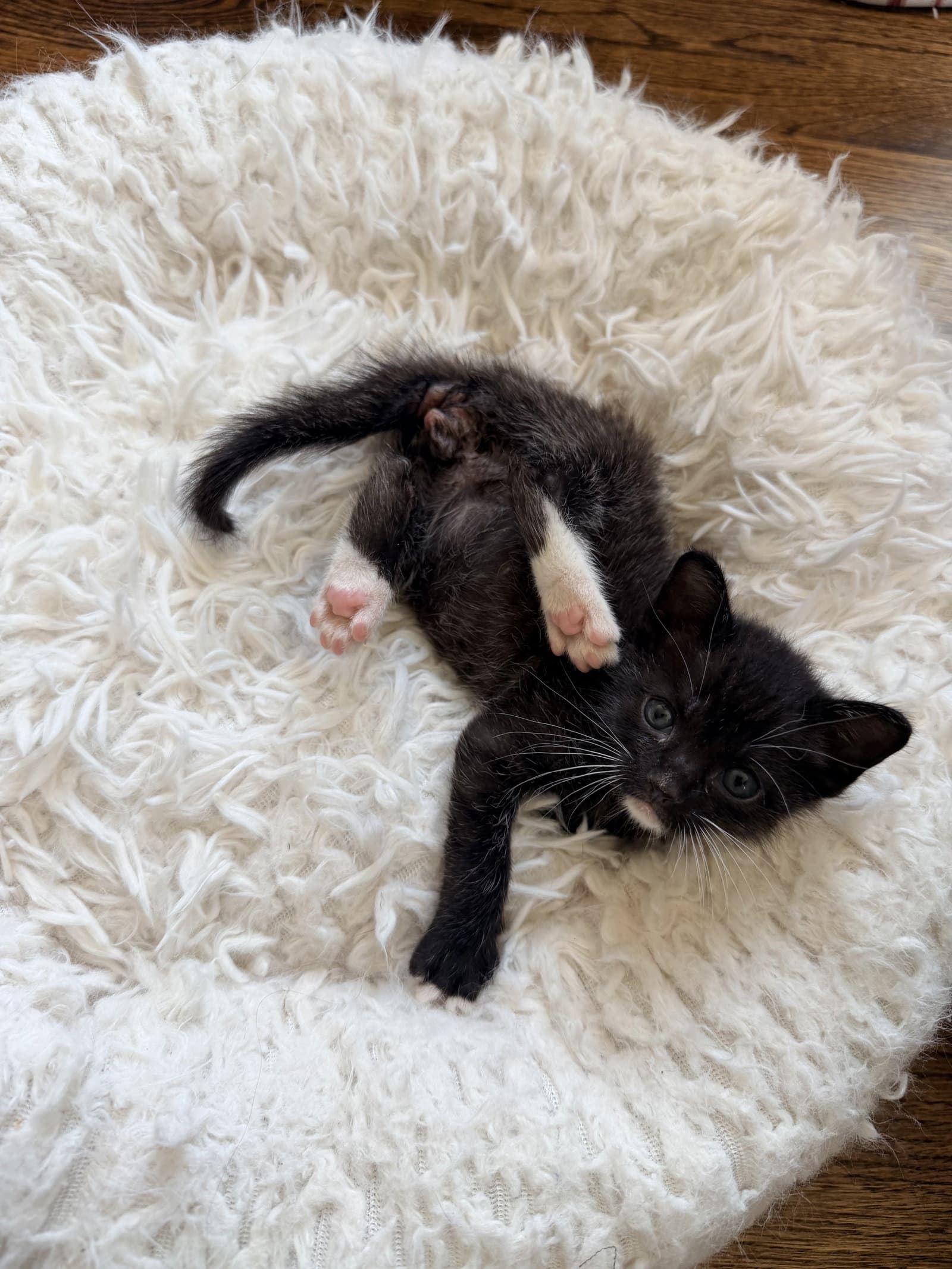 Mitten - Tuxedo