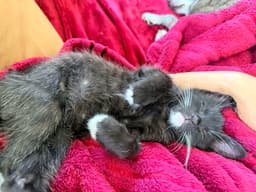 Mitten image 2