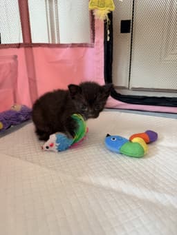 Mitten image 4