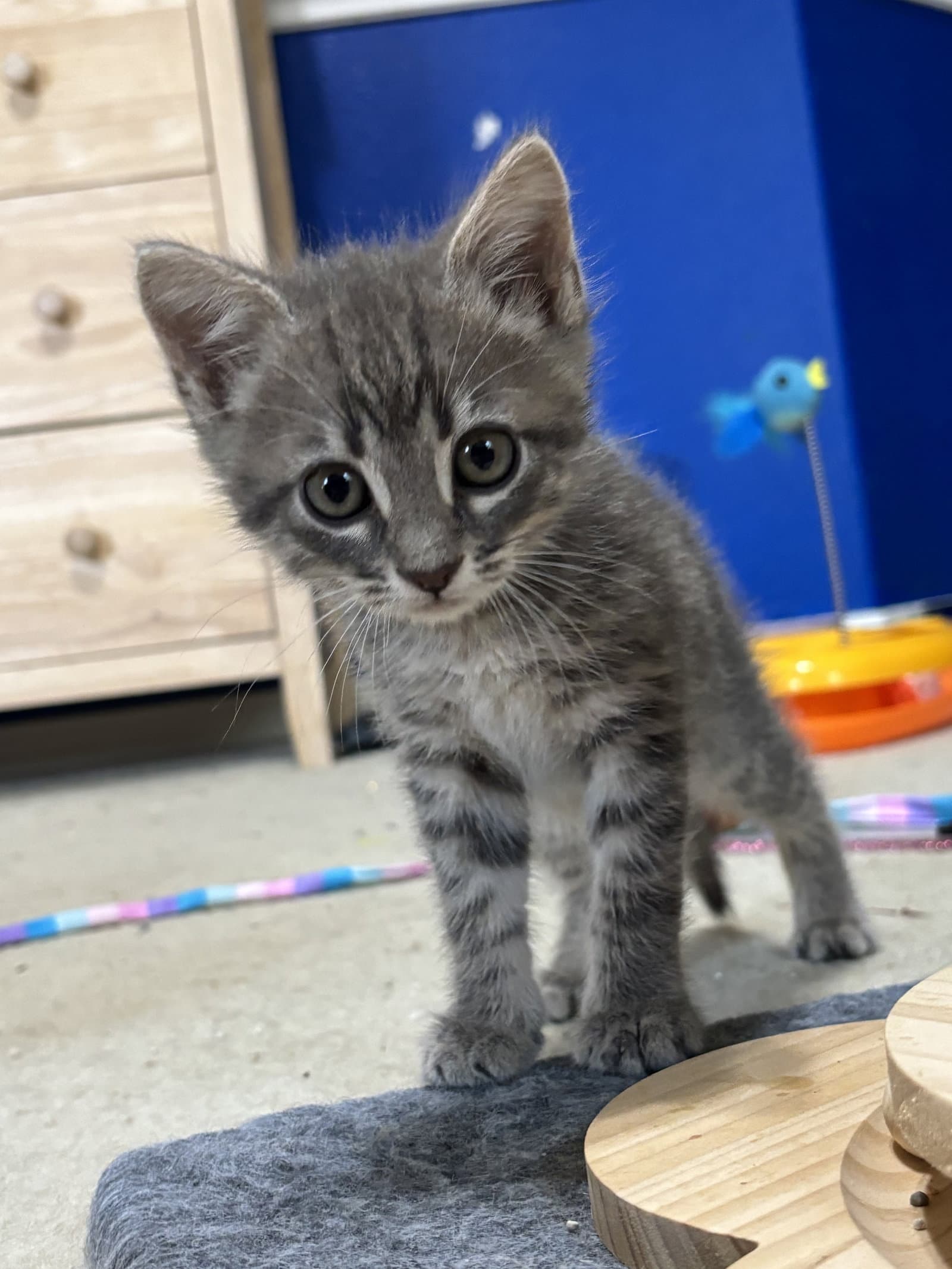 Cassanova - Domestic Medium Hair
