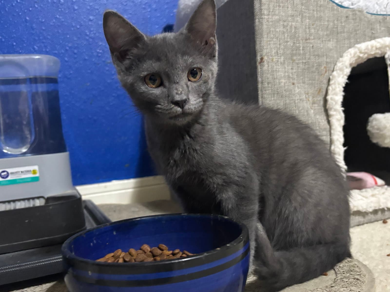 Magneto - Russian Blue