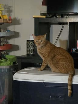 Ernie image 2