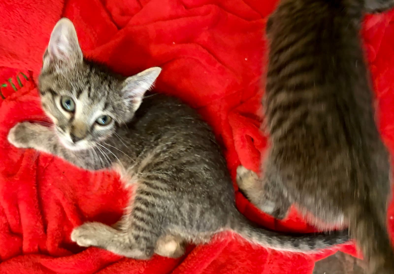 Velvet - Tabby