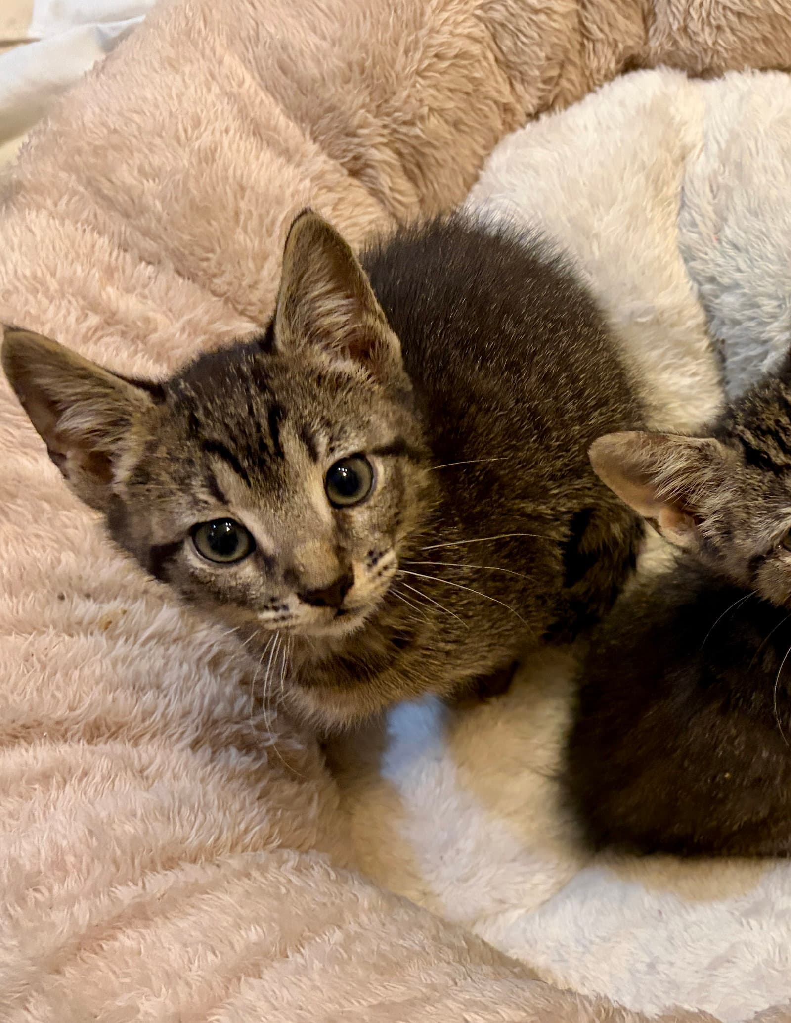 Tweed - Tabby