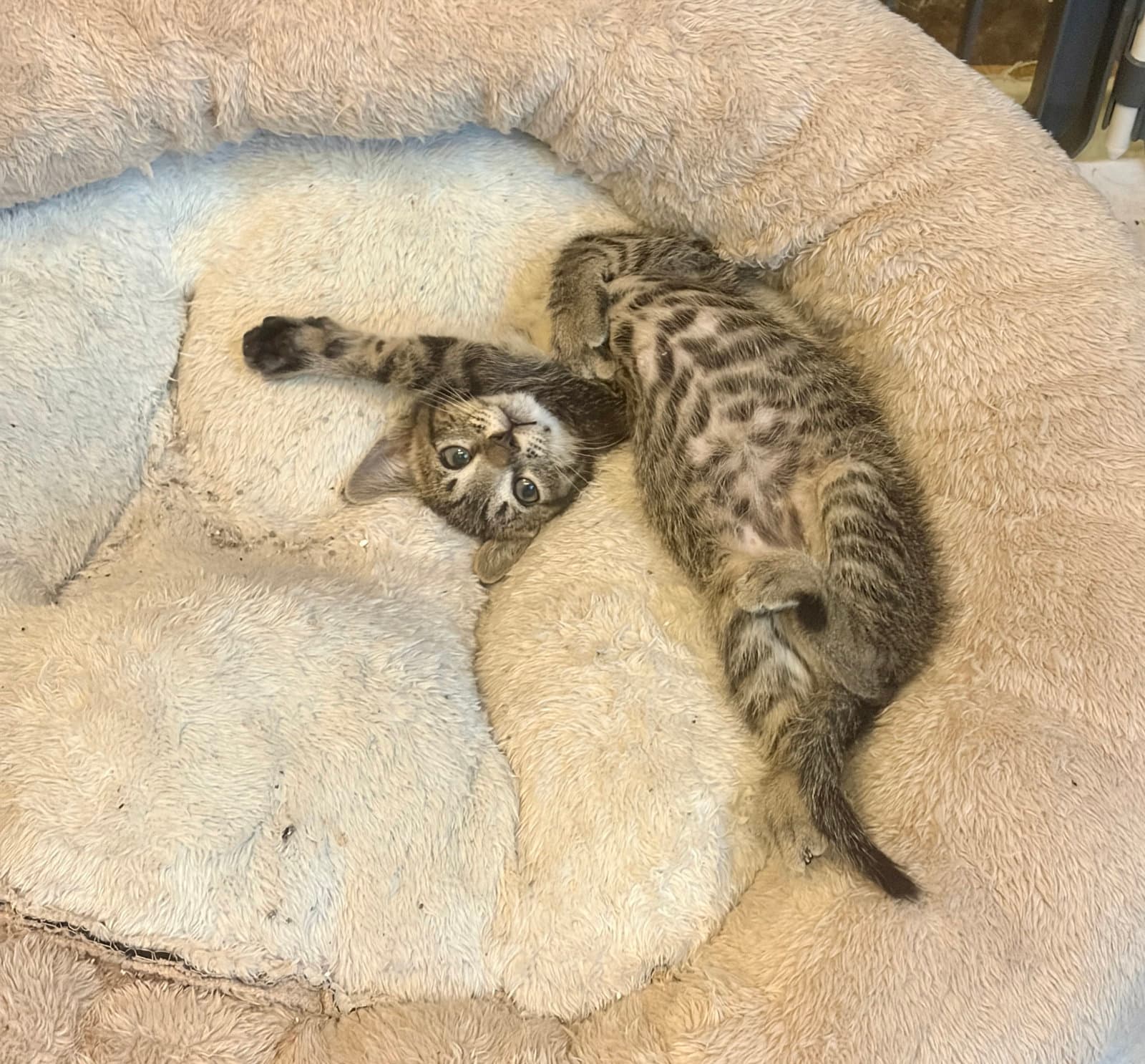 Gingham - Tabby
