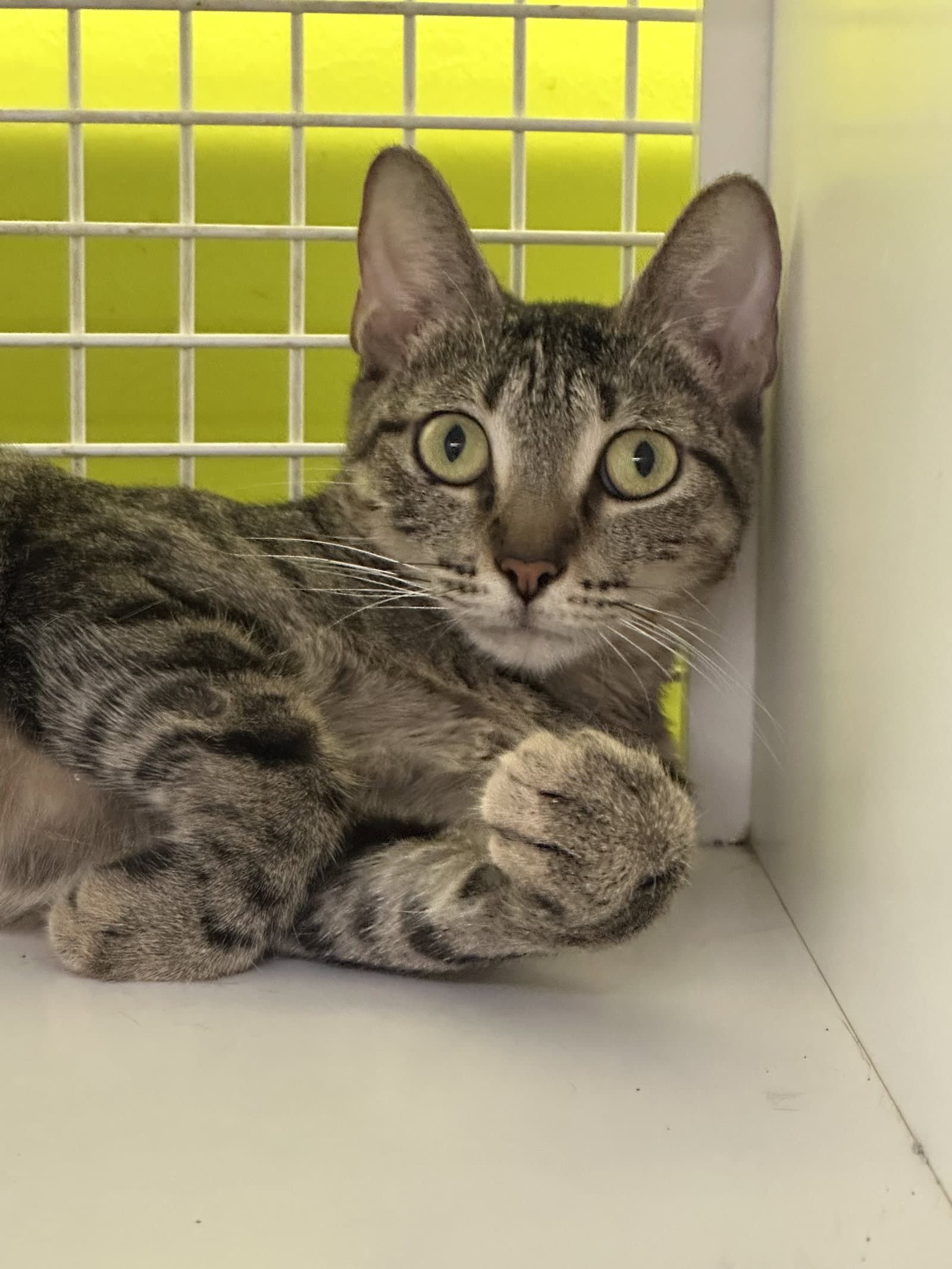 Ara - Tabby