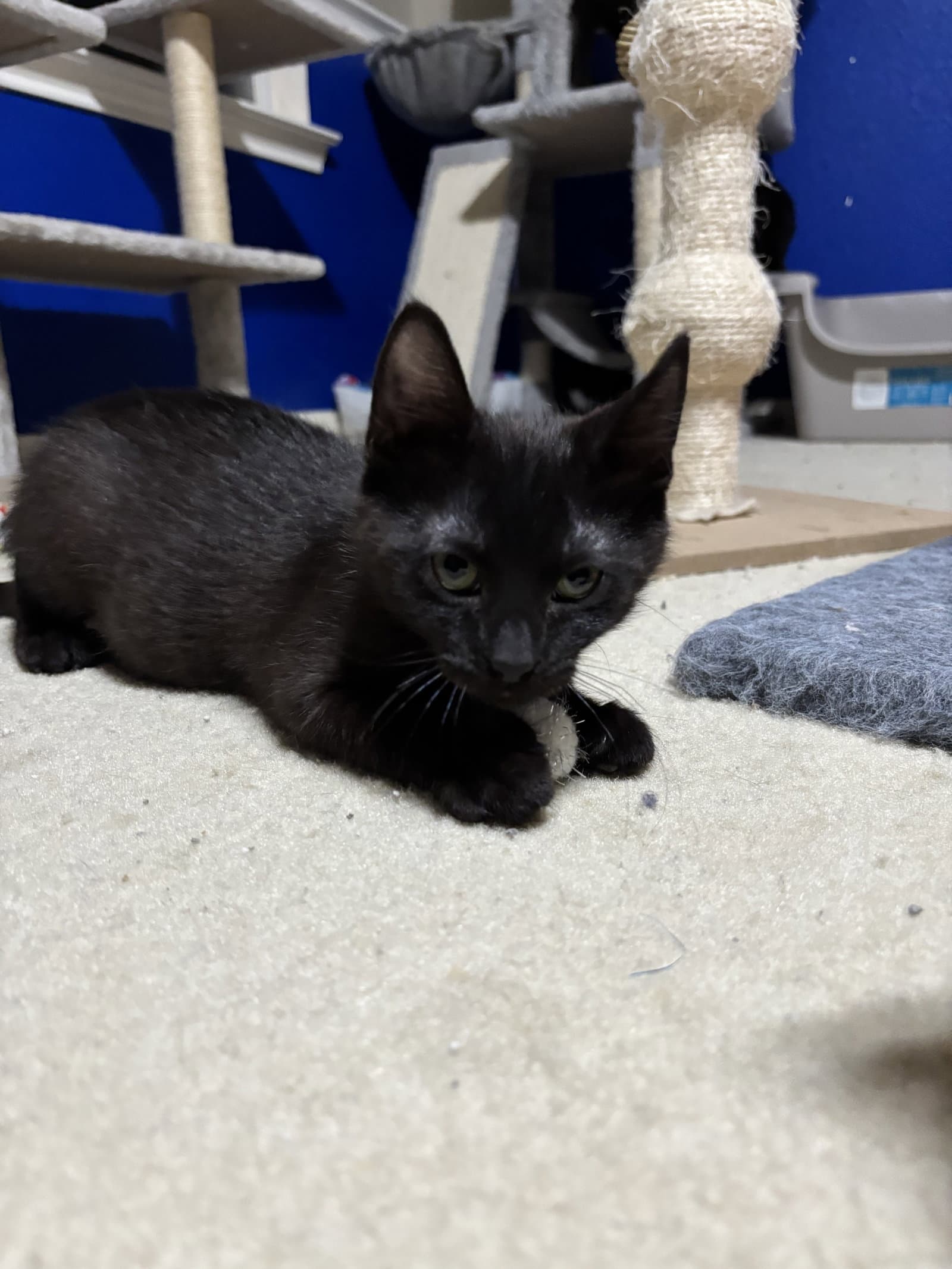 Melanie - Tabby