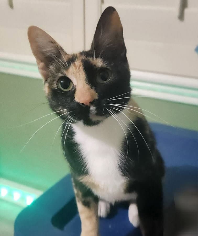 Gretchen - Tortoiseshell
