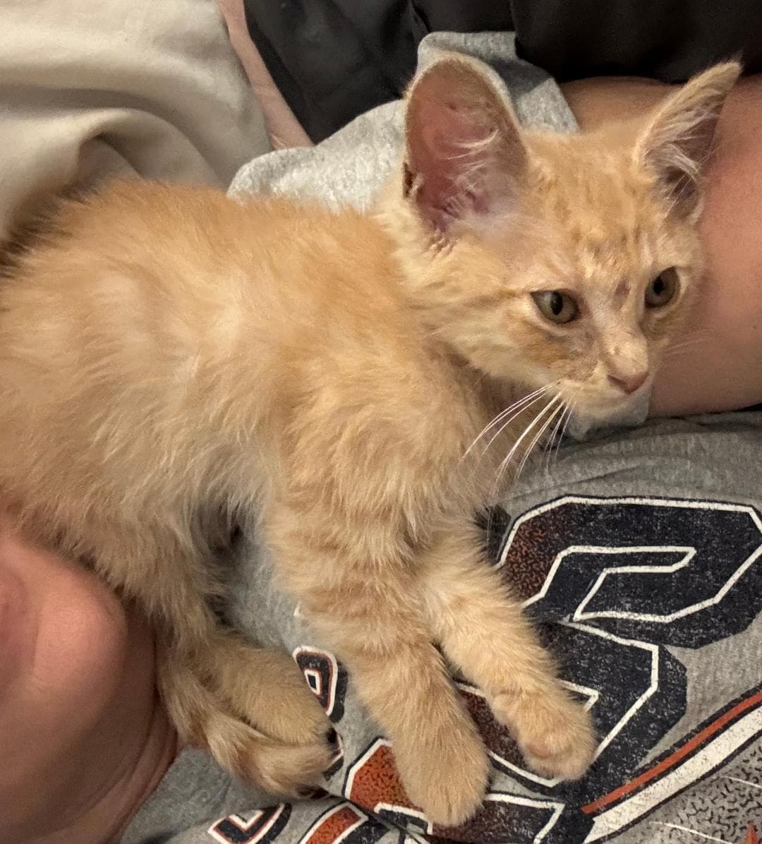 Ferguson - Tabby