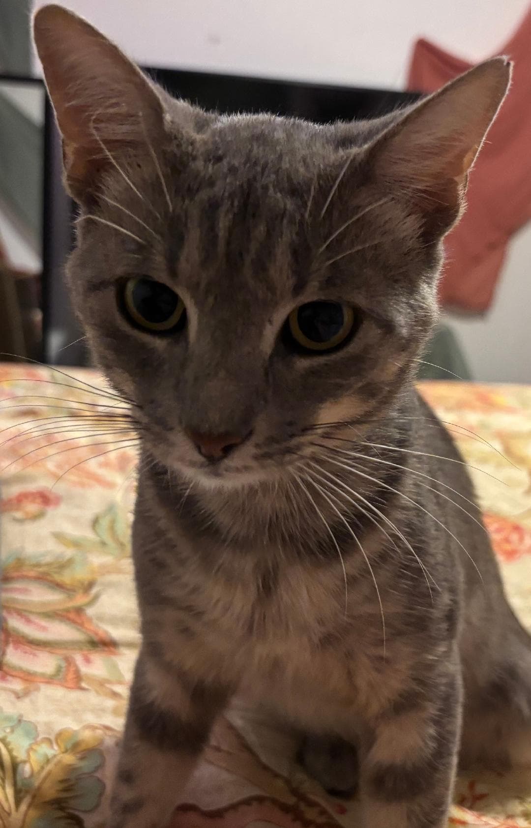 Sterling - Tabby
