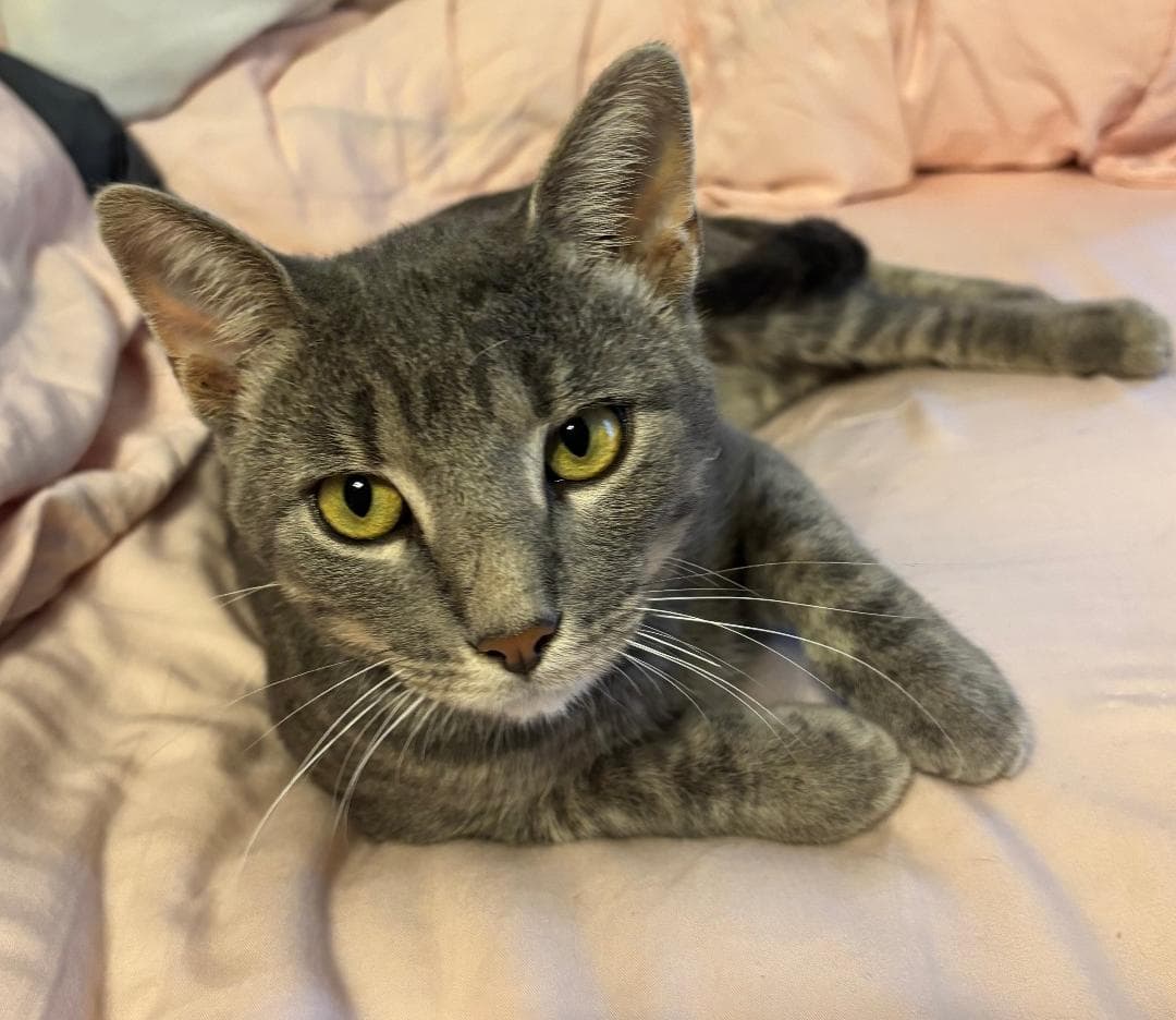 Greyson - Tabby