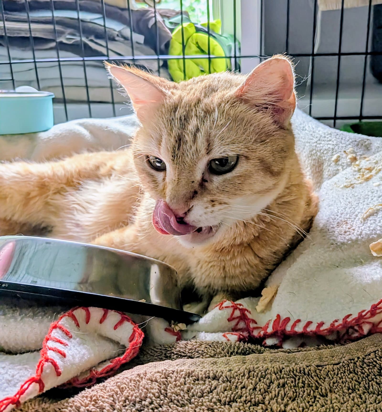 Delta - Tabby