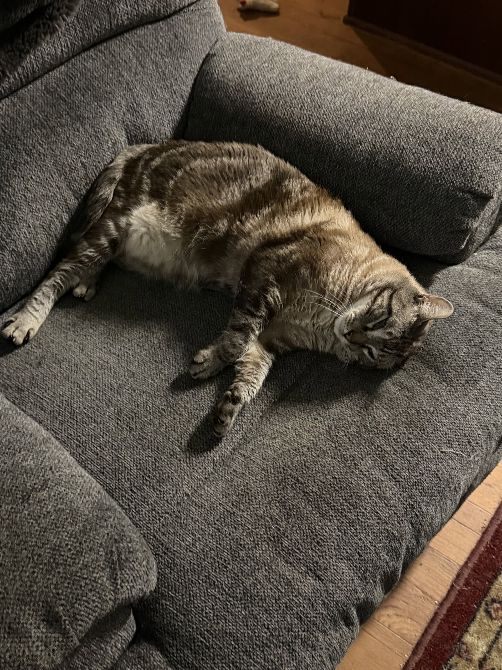 Winter - Siamese