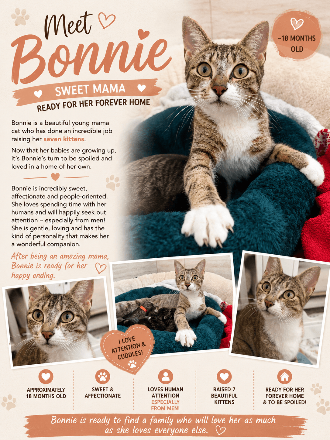 Bonnie - Tabby
