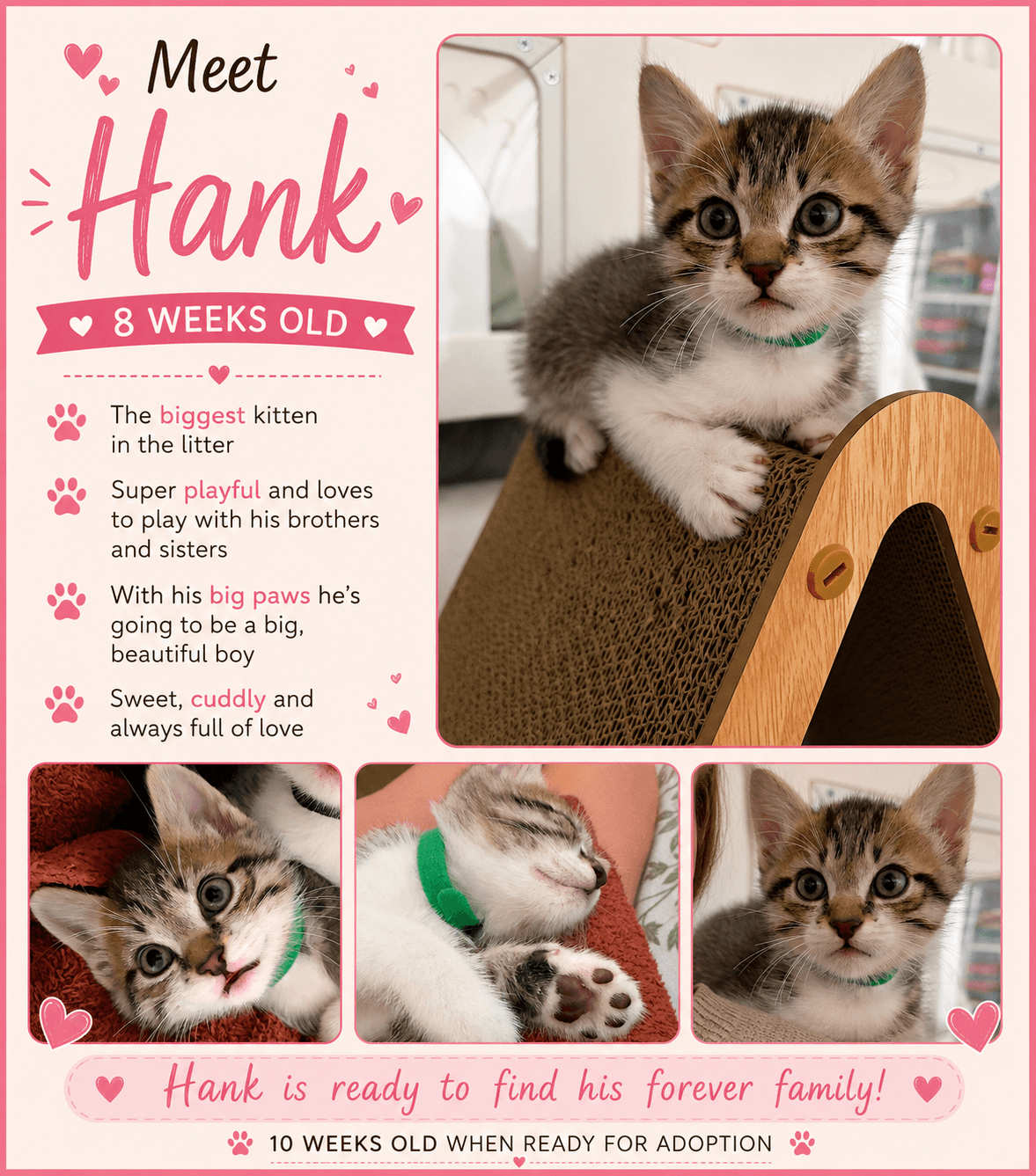 Hank - Tabby
