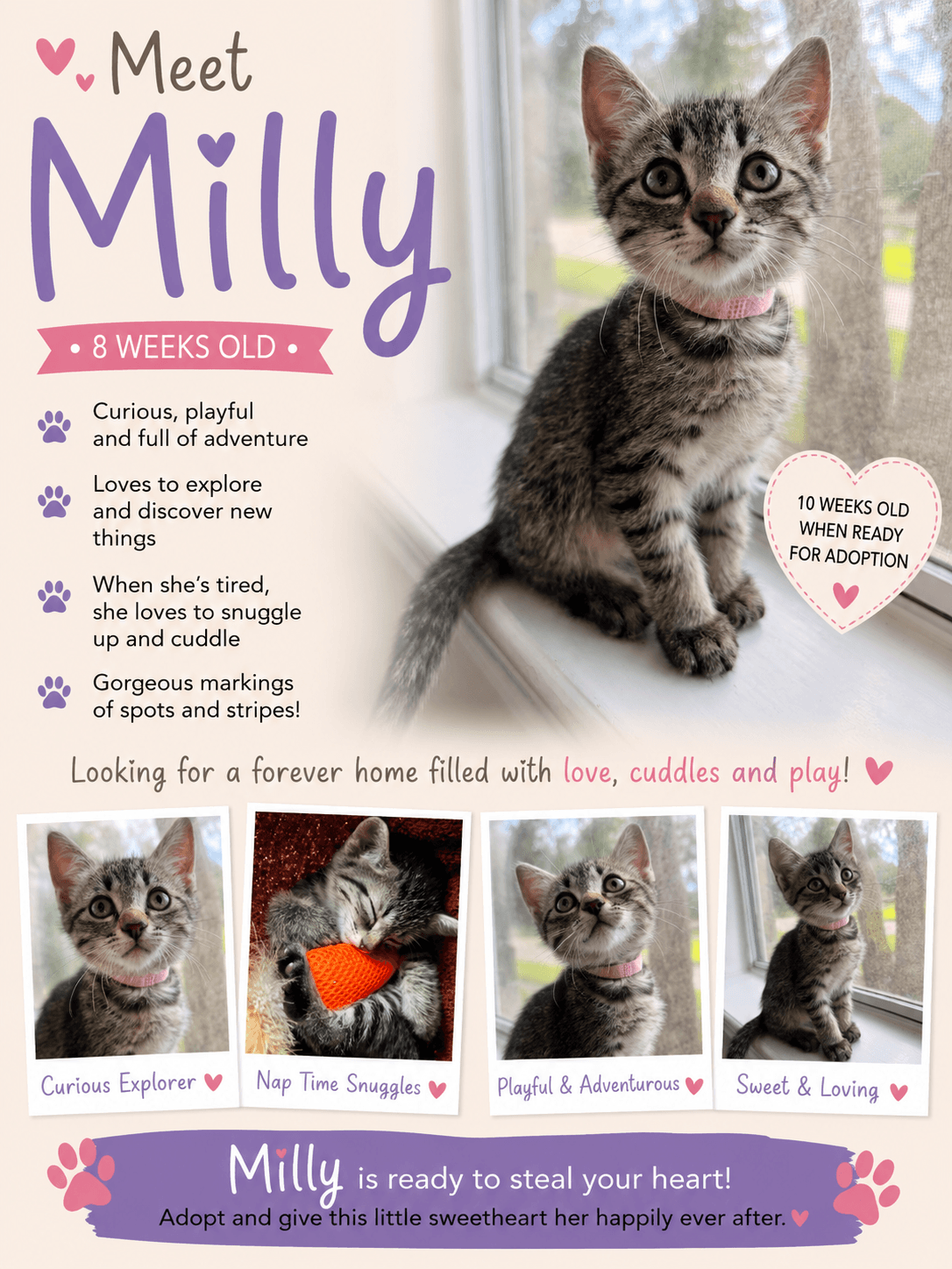 Milly - Tabby