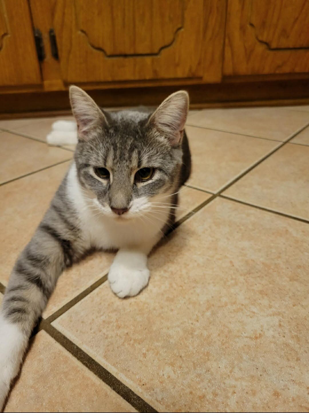 Daisy - Tabby