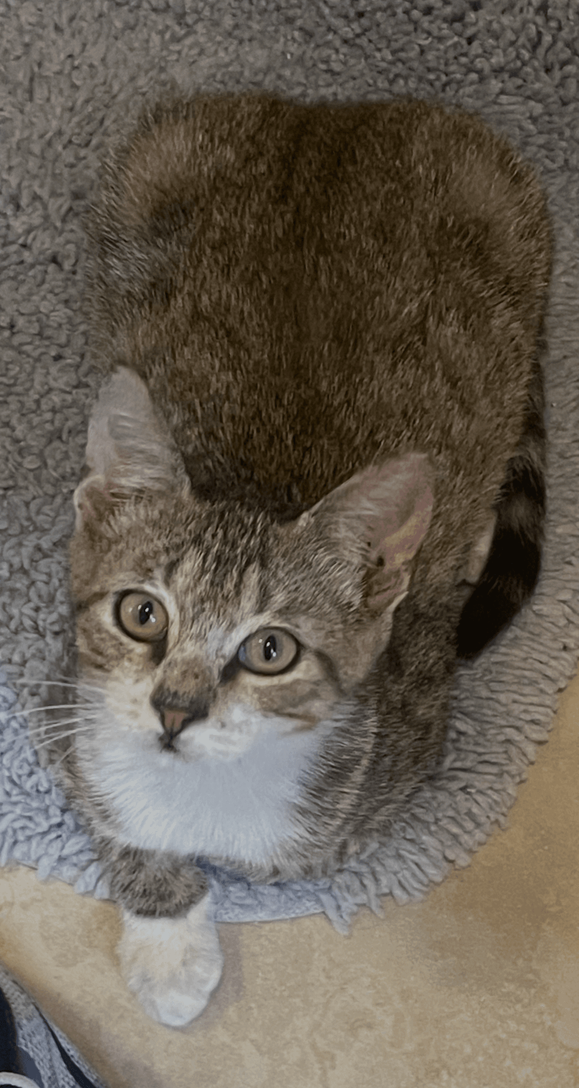 Zachary - Tabby