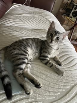 Zuri image 1