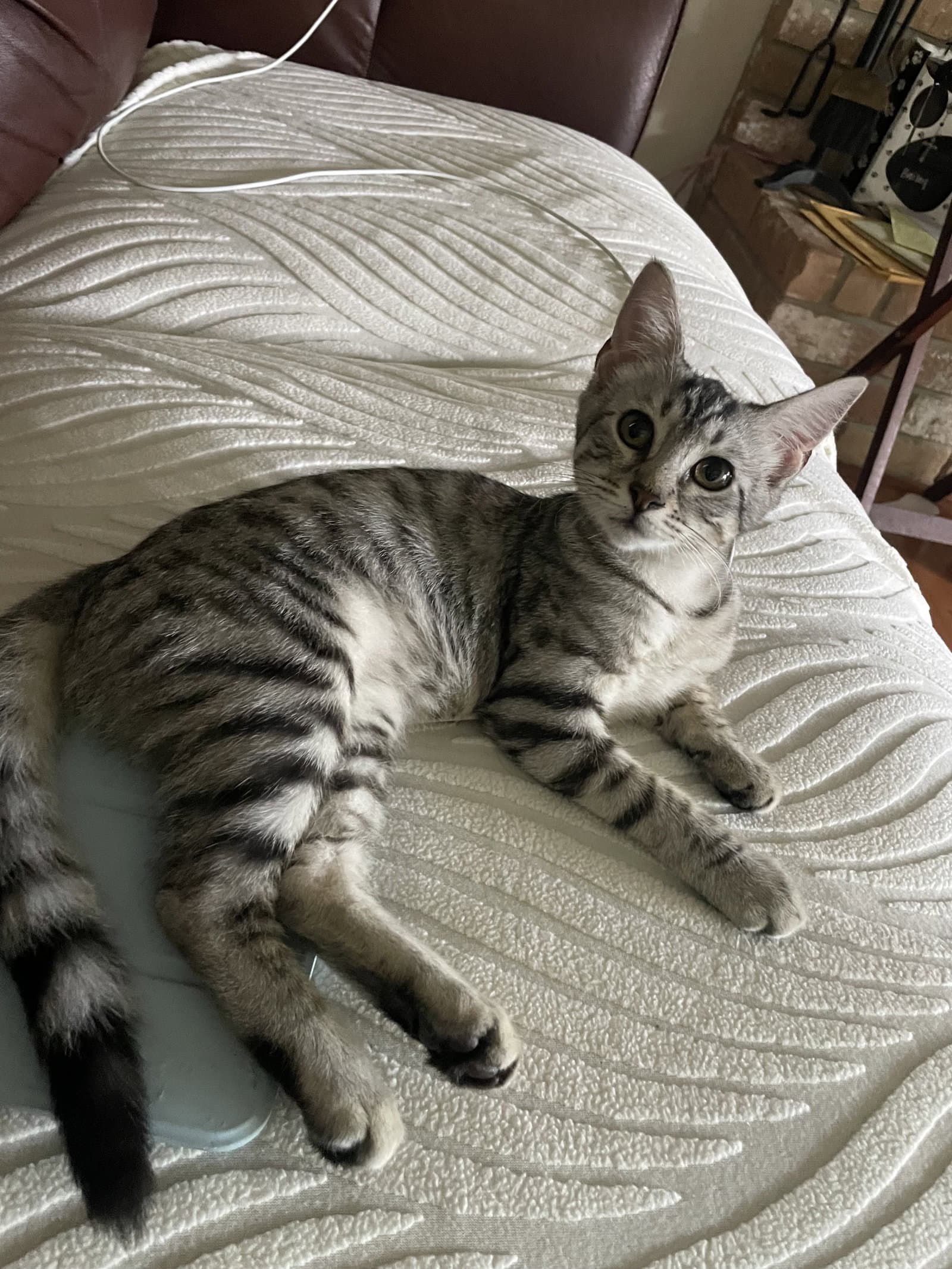 Zuri - Tabby