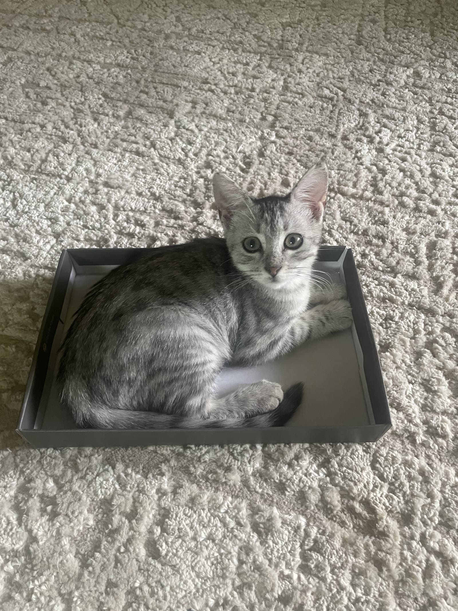 Zaria - Tabby