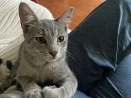 Yordan image 1