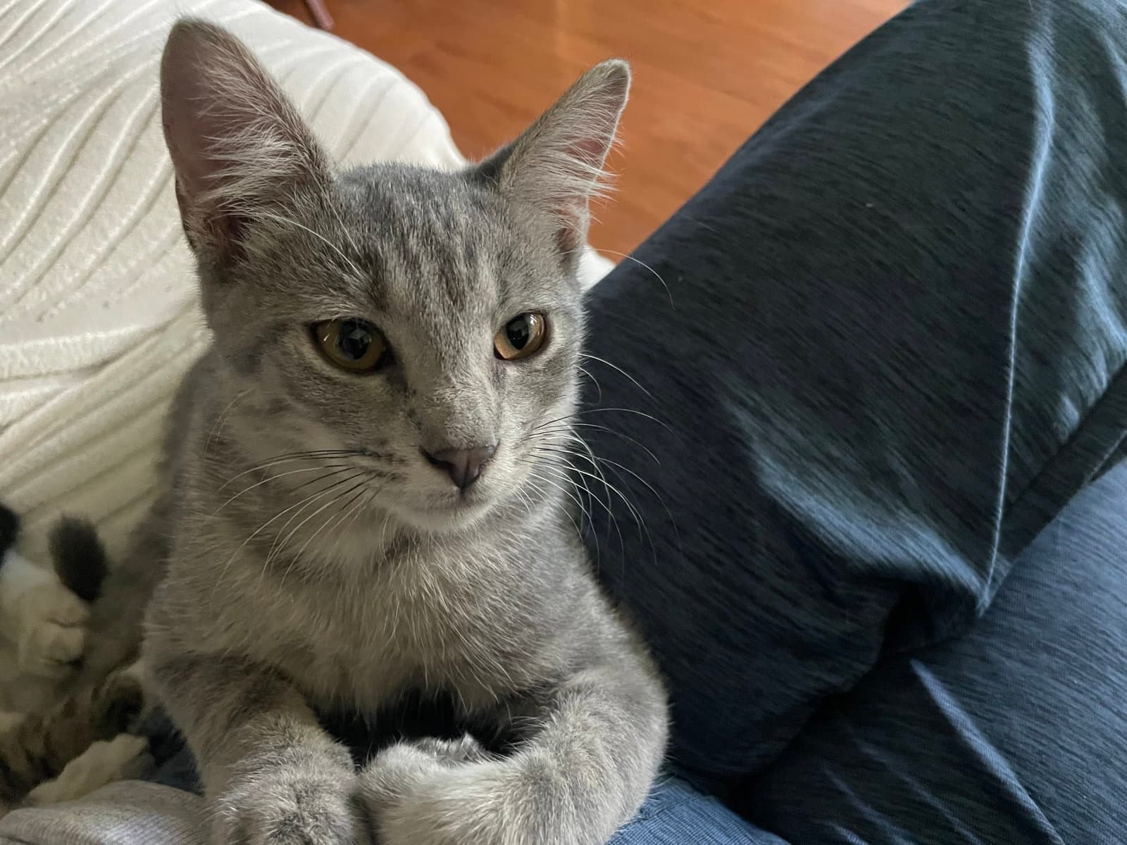 Yordan - Tabby