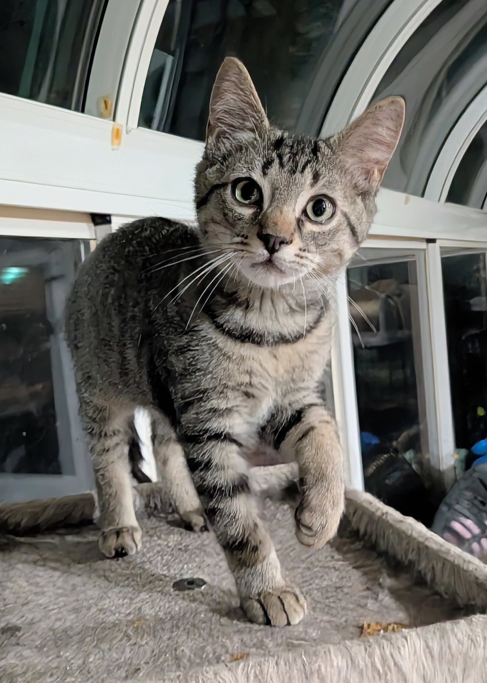Endor - Tabby