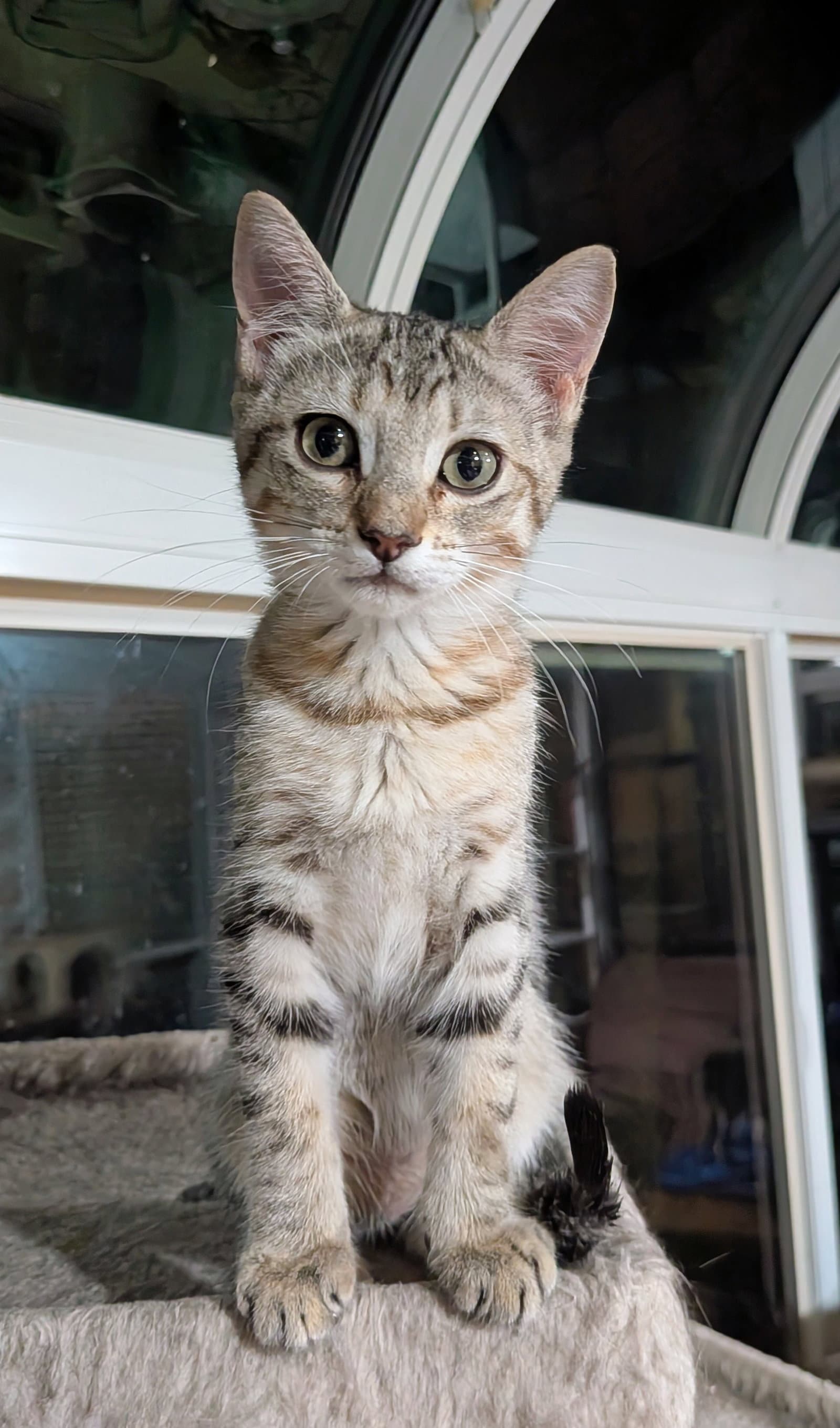 Kamino - Tabby