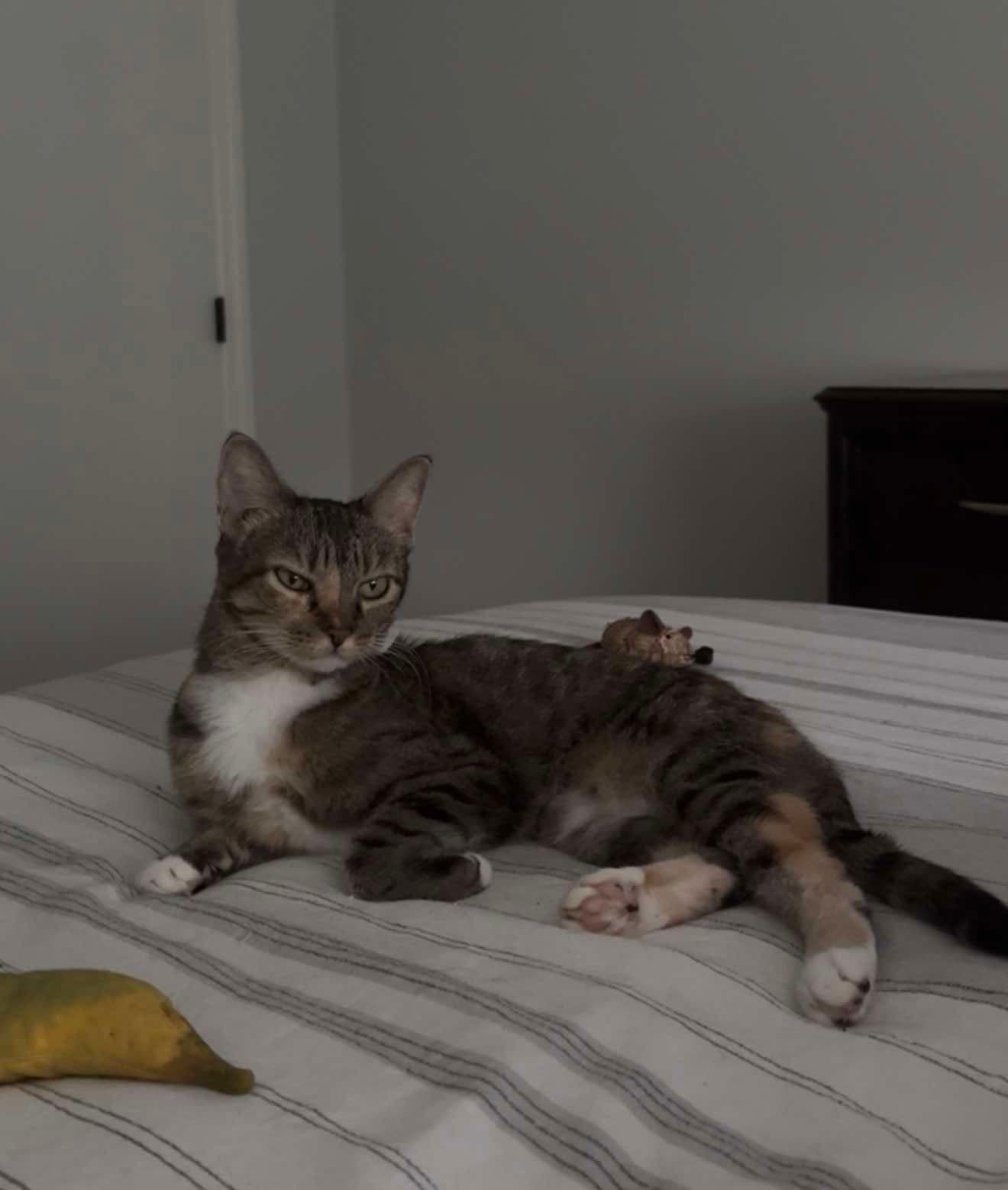 Mya - Torbie