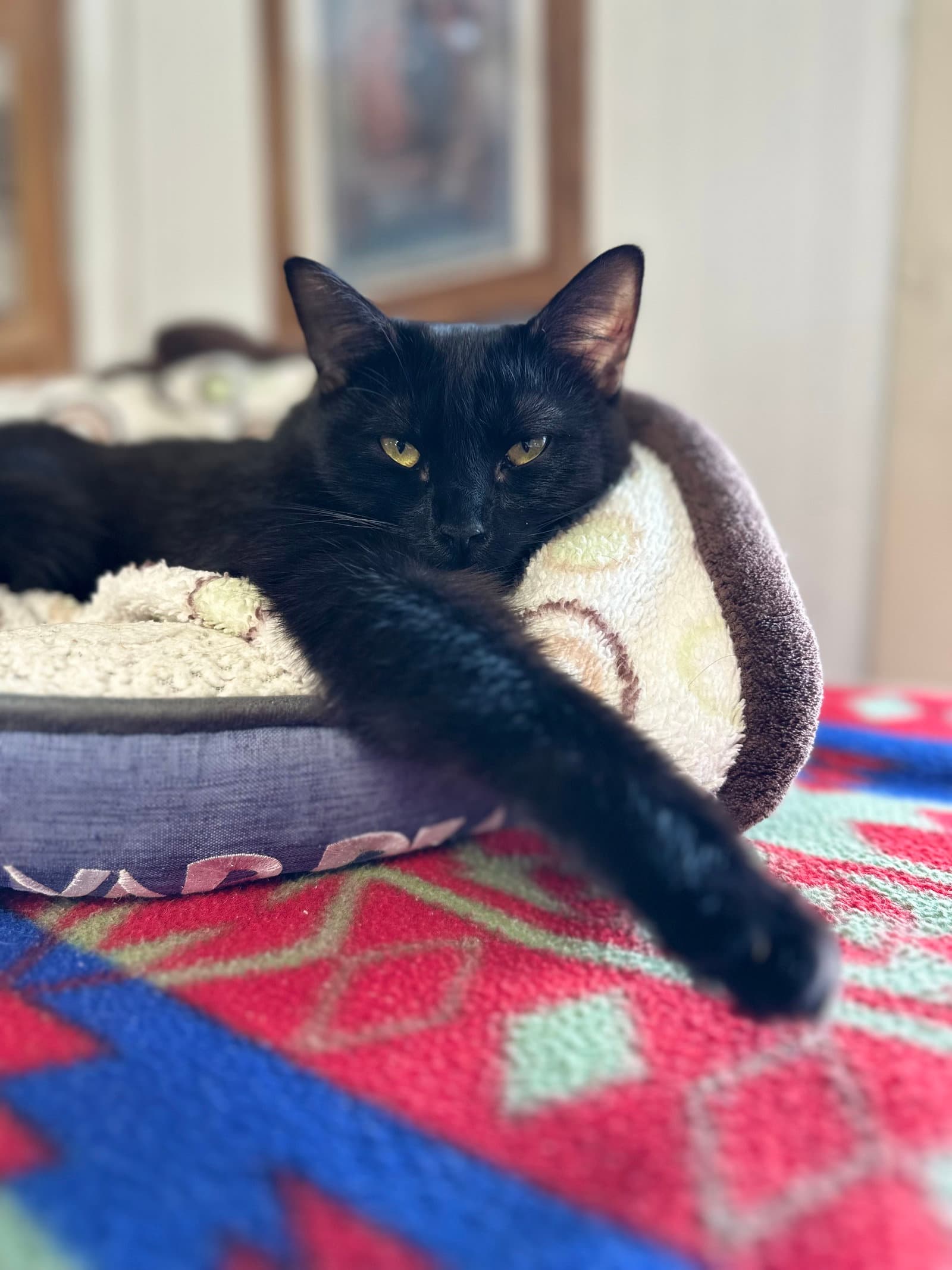 Umbra - American Shorthair